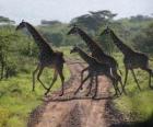 группа жирафов пересечения дороги